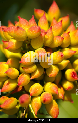 Fresh pistachio nuts growing on bushes. Stock Photo