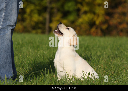 blonde Labrador Retriever Stock Photo