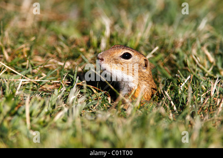 European ground squirrel or souslik (Spermophilus citellus) looking out of its cave Stock Photo