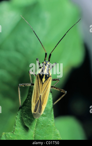Meadow Plant Bug (Leptopterna dolabrata) Stock Photo