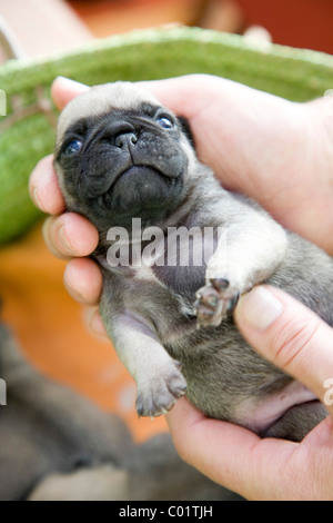 A two-week-old pug puppy, held by hands Stock Photo