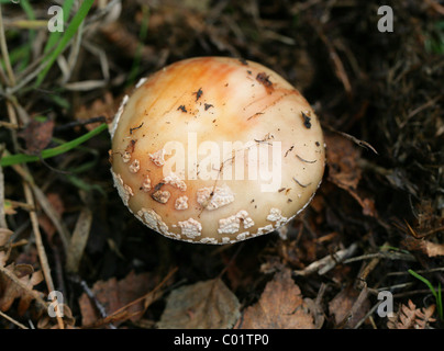 Blusher Amanita Fungus, Amanita rubescens, Amanitaceae. Edible when cooked, poisonous raw. Stock Photo