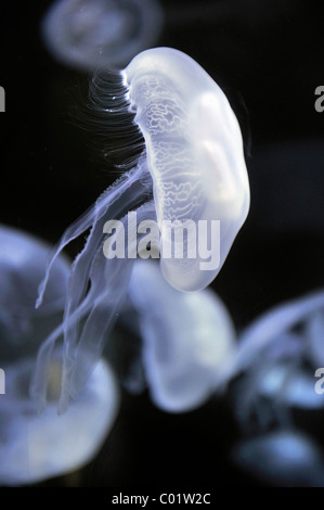 Moon jellyfish (Aurelia aurita), San Francisco, California, USA