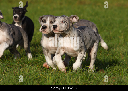 running great dane puppy Stock Photo