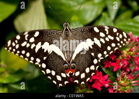 Citrus swallowtail butterfly (Papilio demodocus) Stock Photo