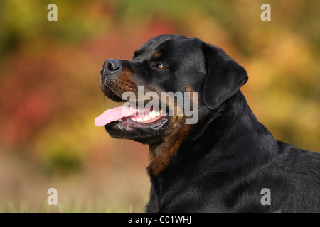 Rottweiler Portrait Stock Photo