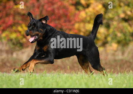 Sport Rottweiler Dog Rottweiler adult running Stock Photo - Alamy