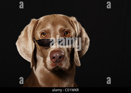 dog wearing sun glasses Stock Photo