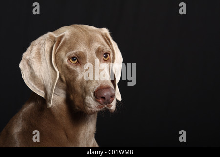 Weimaraner Portrait Stock Photo