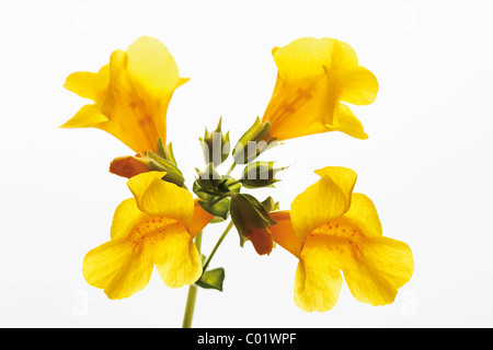 Yellow Monkey-flower (Mimulus luteus) Stock Photo