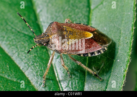 Berry Shield Bug (Dolycoris baccarum) Stock Photo