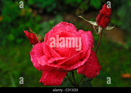 Rose (Rosa) "Peter Frankenfeld", rose blossom with rain drops Stock Photo