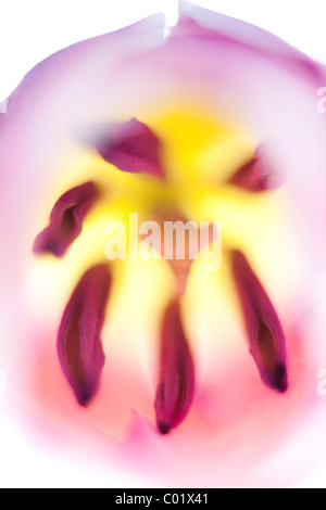 Abstract flower of a tulip (Tulipa)