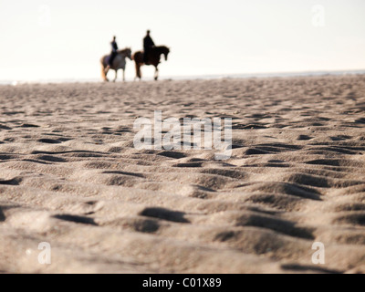 Horses on the beach, Langeoog Island, East Friesland, Lower Saxony, Germany, Europe Stock Photo