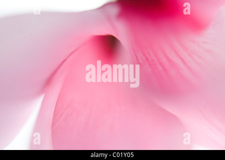 Flower, cyclamen, pink (Cyclamen persicum) Stock Photo