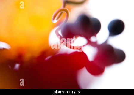 Grapes on the vine, autumn leaves Stock Photo