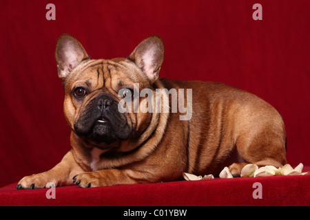 lying French Bulldog Stock Photo