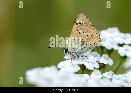 Large Copper (Lycaena dispar), underside of the wing Stock Photo