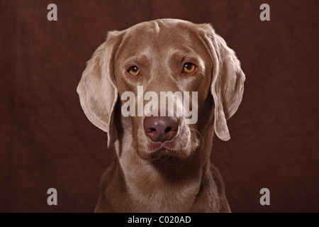 Weimaraner Portrait Stock Photo