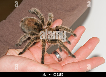 Chilean rose tarantula on a hand Stock Photo