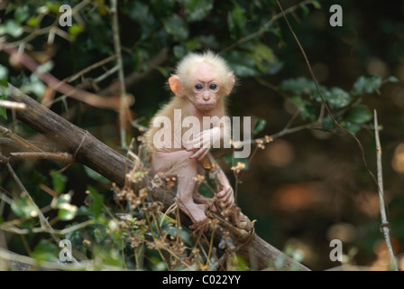 Baby Stump-tailed Macaque (Macaca arctoides) aka Bear Macaque in Pala-U National Park, Western Thailand. March 2007. Stock Photo