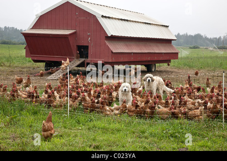 Free range organic chickens, portable housing. Stock Photo