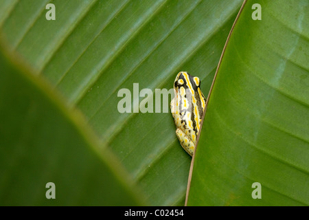 Painted reed frog hiding in leaves Stock Photo