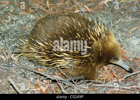 Short-beaked Echidna (Tachyglossus aculeatus setosus) also known as Spiny Anteater seen close to Friendly Beaches, Tasmania Stock Photo