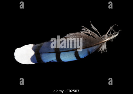 macro of blue jay feather on black background Stock Photo