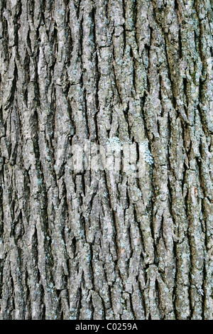 vertical image of swamp white oak (quercus bicolor) bark Stock Photo