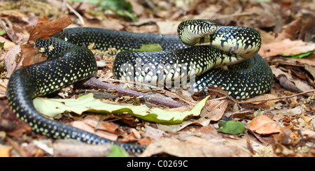 Black Kingsnake (Lampropeltis Getula) - Alabama Stock Photo - Alamy