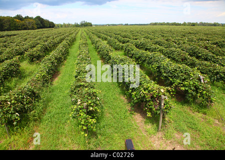 Pennsylvania vineyard Concord grapes on the vine Stock Photo