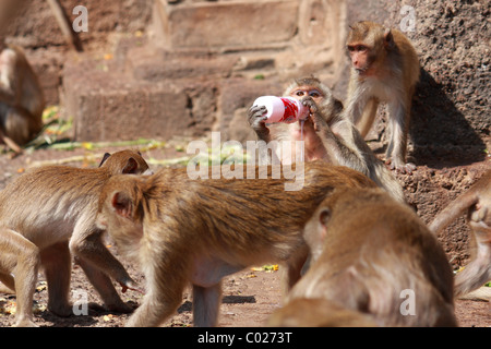 Monkey try to drink some yogurt milk from bottle at Monkey Chinese banquet Festival at Praprangsamyod Lopburi Thailand Stock Photo