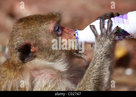 Monkey try to drink some yogurt milk from bottle at Monkey Chinese banquet Festival at Praprangsamyod Lopburi Thailand Stock Photo