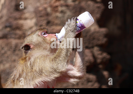 Monkey try to drink some yogurt milk from bottle at Monkey Chinese banquet Festival at Praprangsamyod Lopburi Thailand Stock Photo