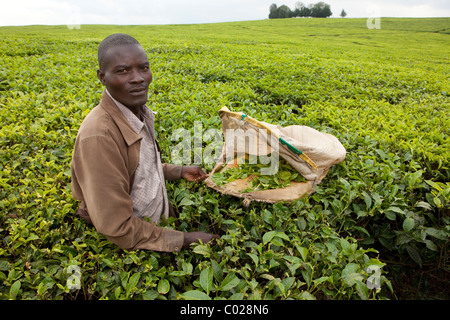 Workers pick tea leaves on a Unilver tea plantation in Kericho, Kenya, East Africa. Stock Photo