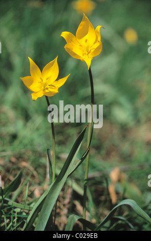 Woodland tulip (Tulipa sylvestris) Stock Photo