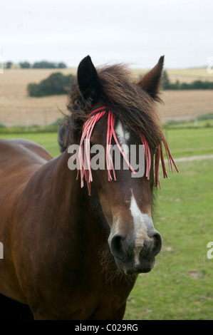 Portrait of a horse wearing an anti-fly fringe Stock Photo