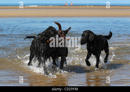 Three retriever dogs, Flat-Coated Retriever, left, and two Labrador Retrievers, right, retrieving stick from the water Stock Photo