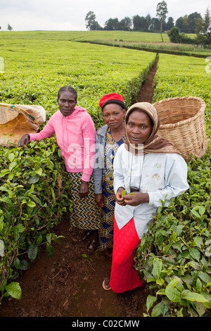 Workers pick tea leaves on a Unilver tea plantation in Kericho, Kenya, East Africa. Stock Photo