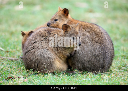 Quokka (Setonix brachyurus), adult couple, Australia Stock Photo