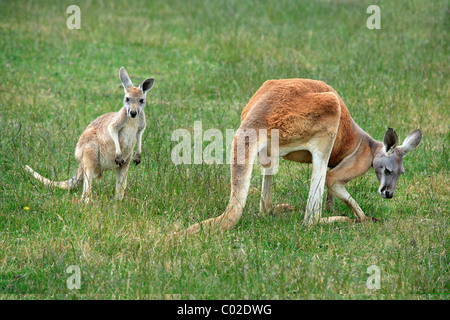 Red Kangaroo (Macropus rufus), female adult and young, feeding, Australia Stock Photo