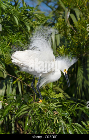 An adult Snowy Egret displaying Stock Photo