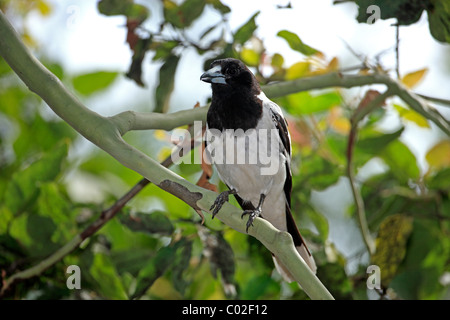 Pied Butcherbird (Cracticus nigrogularis), adult in tree, Australia Stock Photo