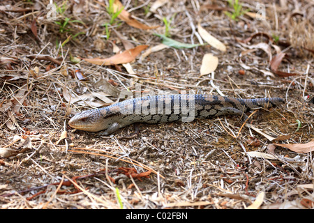 Gidgee Spiny-tailed Skink (Egernia stokesii), adult on the ground, Australia Stock Photo