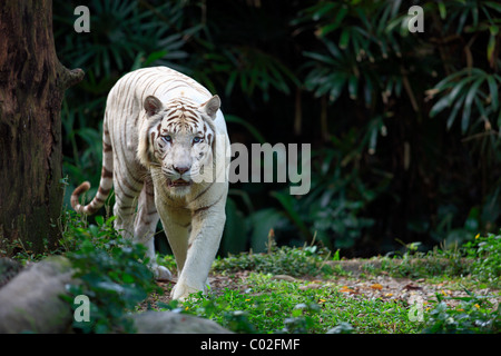 Bengal tiger or Royal Bengal tiger (Panthera tigris tigris), running adult, India, Asia Stock Photo