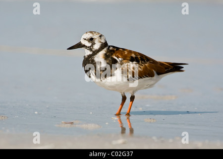 An adult summer/ breeding plumage Ruddy Turnstone Stock Photo