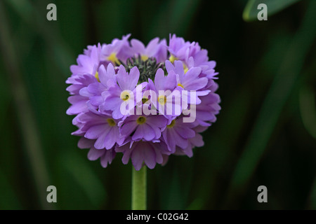 Drumstick primrose or the Himalayan Primrose (Primula denticulata), flower Stock Photo