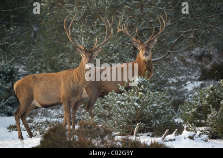 Red Deer (Cervus elaphus). Two stags standing in snowy pine forest while looking into the camera, Veluwe, Netherlands. Stock Photo