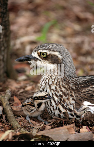 Bush stone-curlew (Burhinus grallarius), female adult with chick, Australia Stock Photo